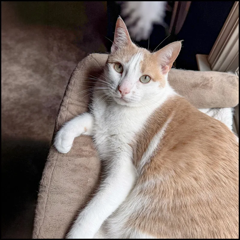 An adult medium-sized female Tabby (Orange / Red) Domestic Short Hair cat named Frosia for adoption in Roswell, GA