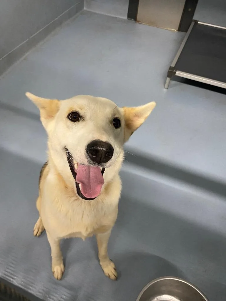A young large-sized female Husky dog named Marley for adoption in Cartersville , GA