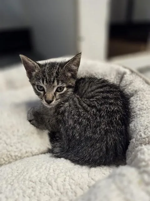 A baby small-sized female Domestic Short Hair cat named Maddie for adoption in Palmetto, FL