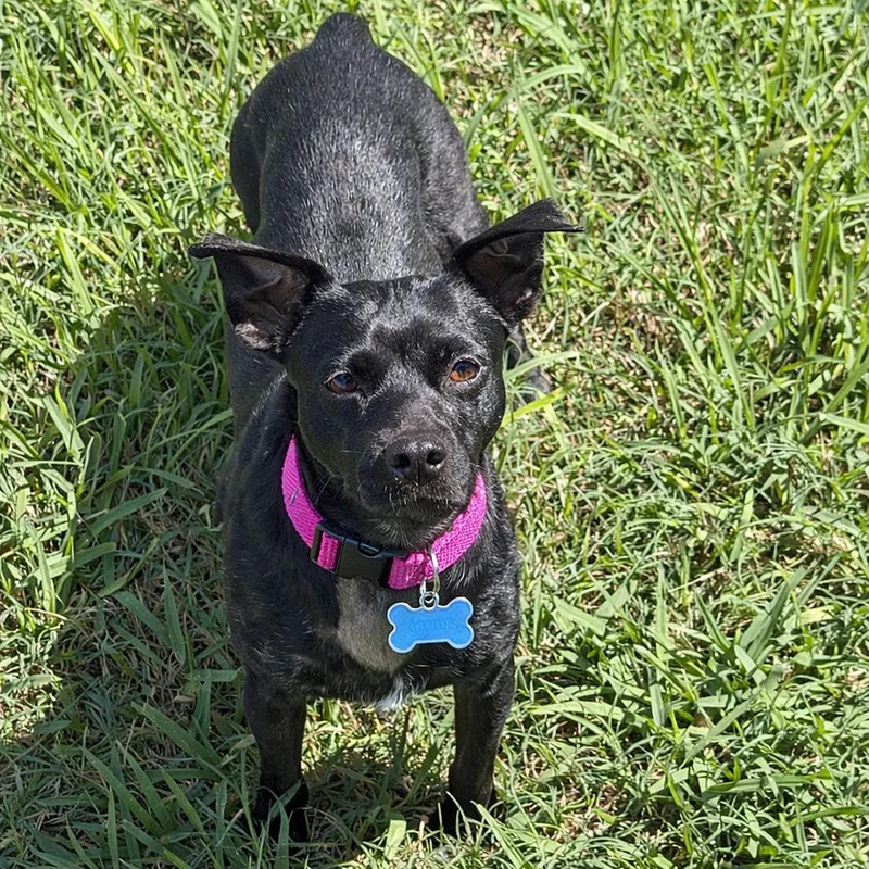 Oreo Cookie thumbnail 2