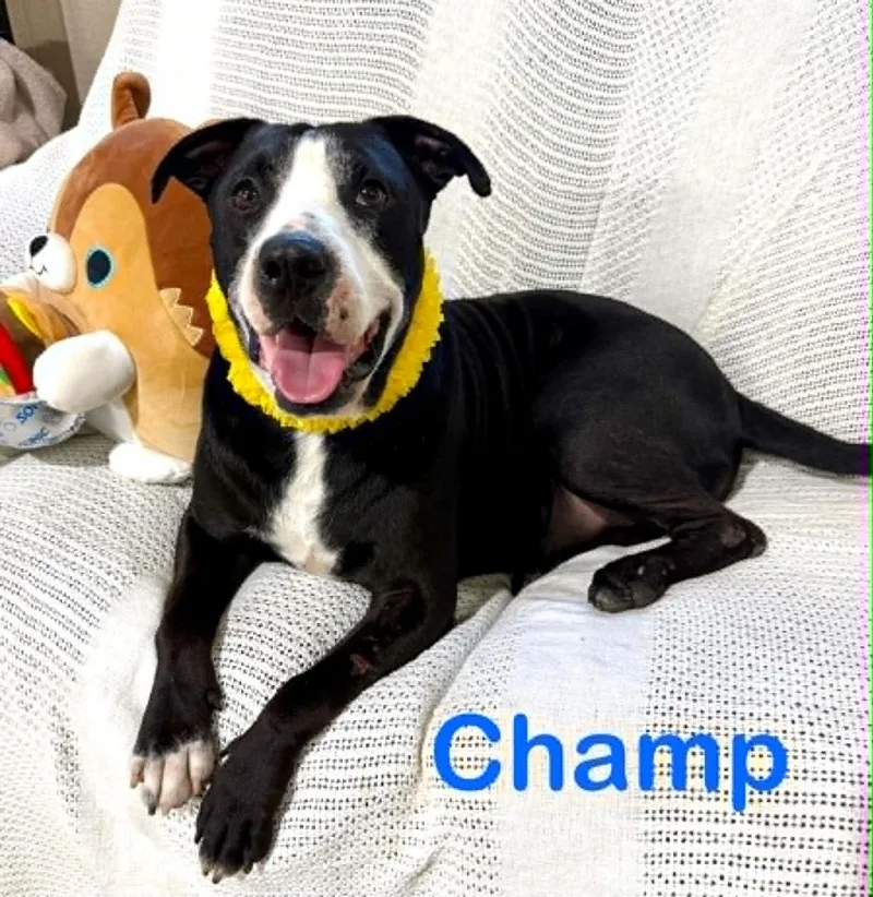 Champ