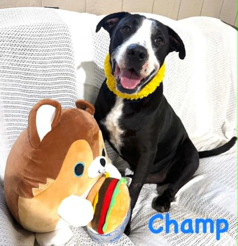 Champ thumbnail 2
