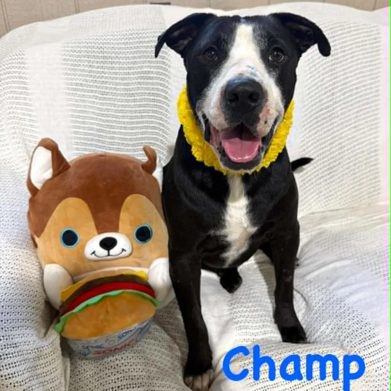 Champ thumbnail 3