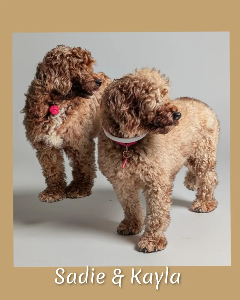 An adult small-sized female Red / Chestnut / Orange Miniature Poodle dog named Kayla for adoption in Fredericksburg, VA