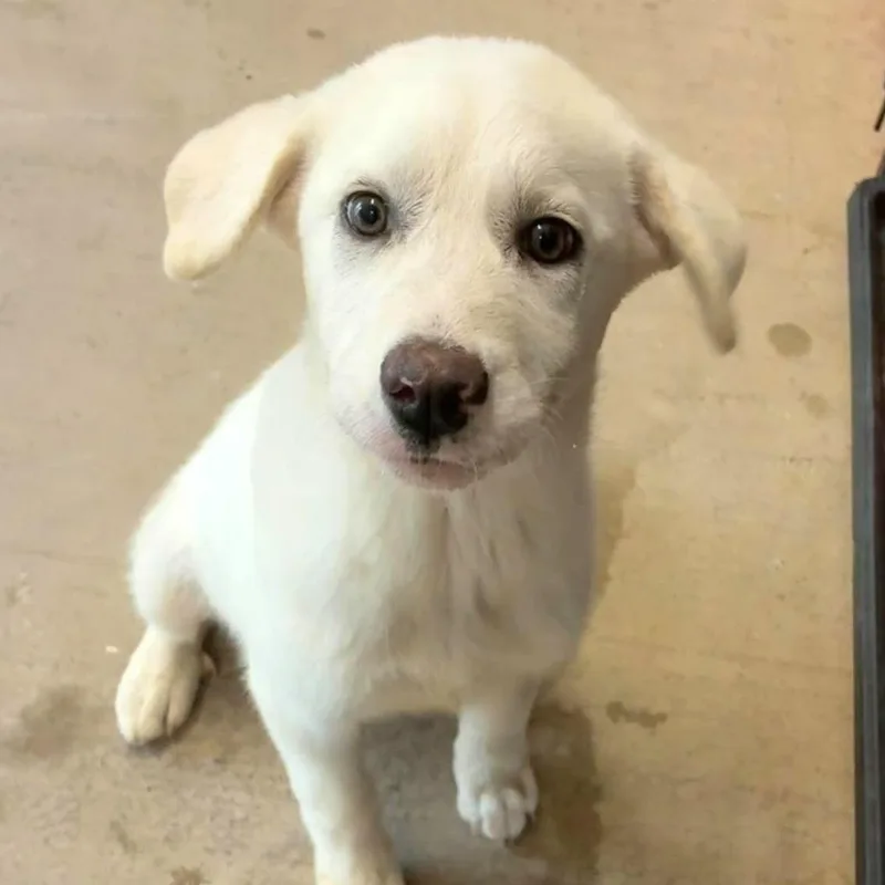 A baby medium-sized female White / Cream Labrador Retriever dog named Maya for adoption in Gregory, TX