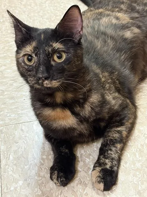 An adult large-sized female Tortoiseshell cat named Georgia for adoption in Waldorf, MD