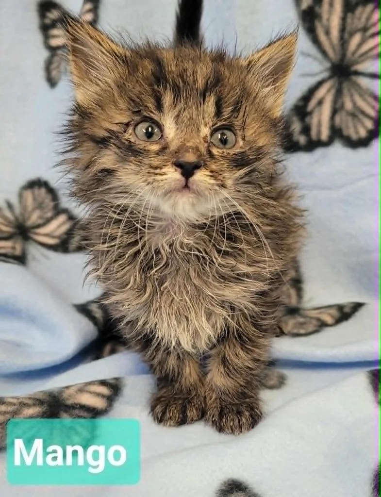 A baby small-sized male Domestic Long Hair cat named Mango for adoption in Richmond, IN
