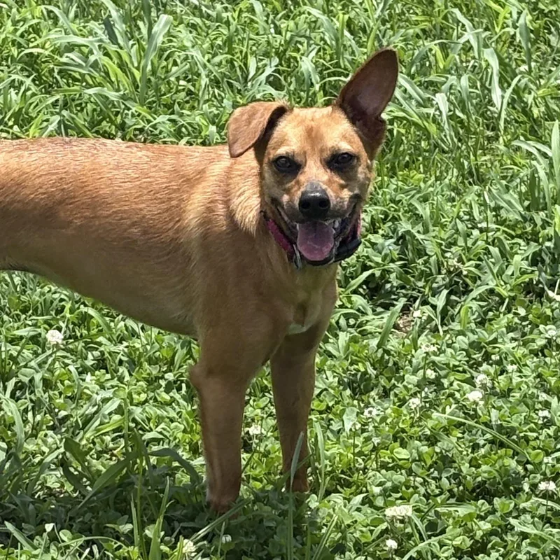 A young small-sized female Red / Chestnut / Orange Chihuahua dog named Gemma for adoption in Bardstown, KY