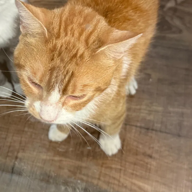 An adult large-sized male Orange / Red Domestic Short Hair cat named Juice for adoption in Quakertown, PA