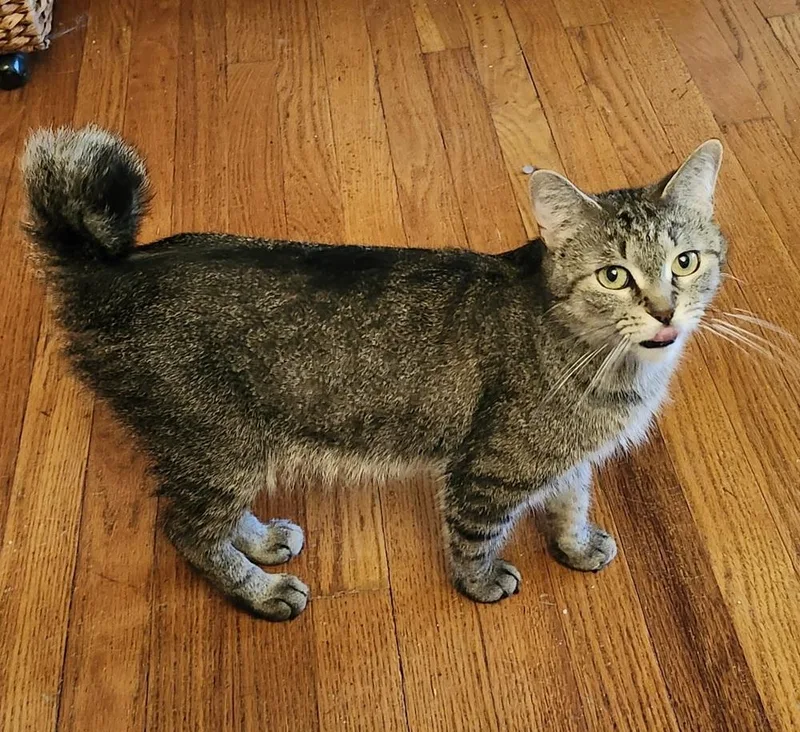 An adult small-sized female Tabby (Brown / Chocolate) Domestic Medium Hair cat named Fairy Tail for adoption in Mishawaka, IN