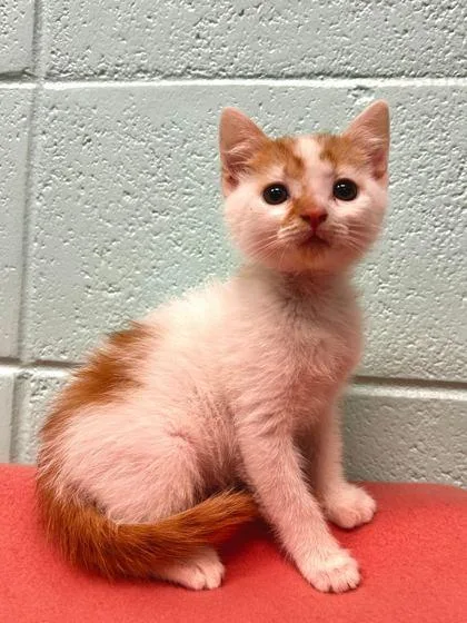 An adult small-sized male Domestic Short Hair cat named Swiss Cheese for adoption in Spruce Pine, NC