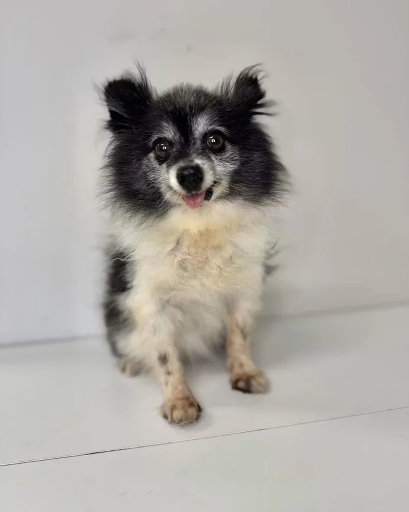 A senior small-sized female Pomeranian dog named Cricket for adoption in Claremore, OK