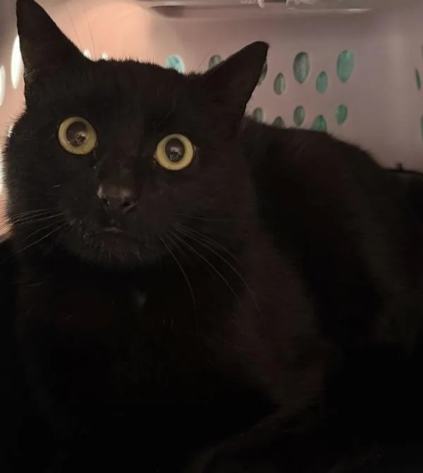 An adult medium-sized male Domestic Short Hair cat named Eclipse for adoption in Ridgewood, NY
