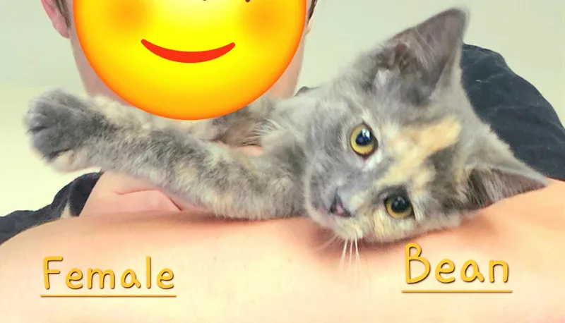 A baby medium-sized female Domestic Short Hair cat named Bean for adoption in Morehead, KY