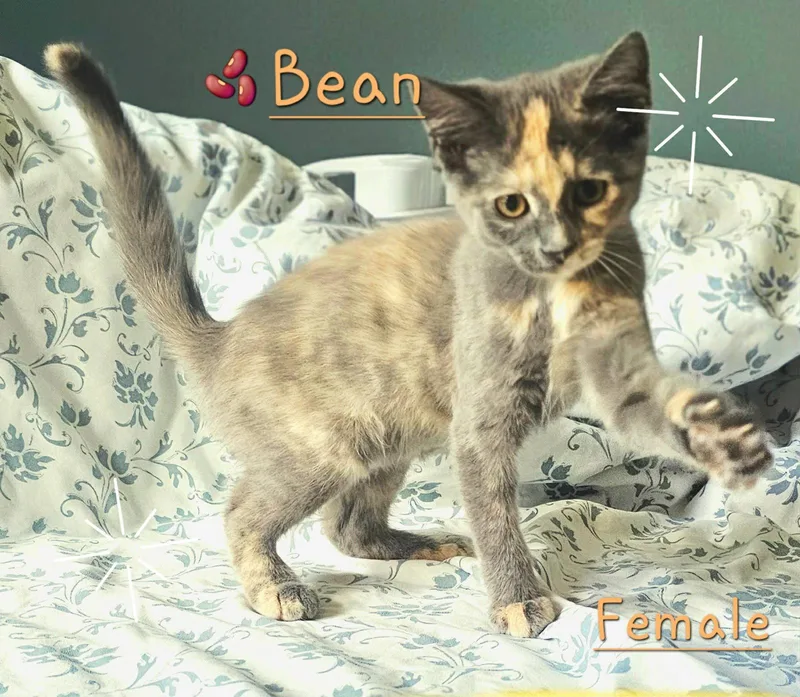 Bean thumbnail 2