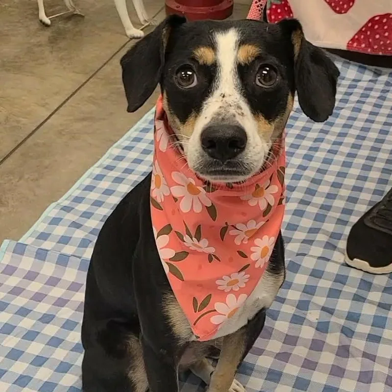 A young small-sized male Miniature Pinscher dog named Macaroni for adoption in Woolwich, ME