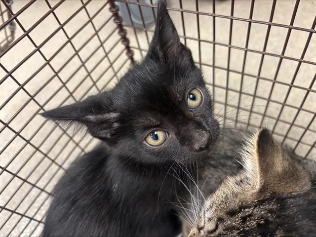 A baby small-sized male Domestic Short Hair cat named Gunther for adoption in Fort Lauderdale, FL