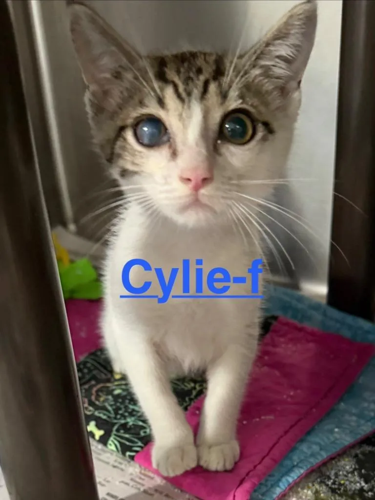 A baby small-sized female Tabby cat named Cylie for adoption in Brookhaven, MS