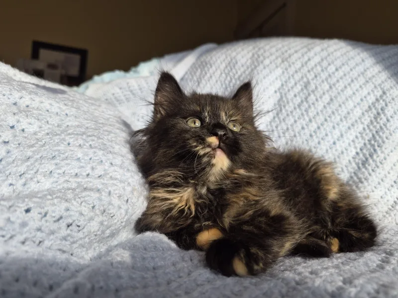 A baby medium-sized female Tortoiseshell Domestic Long Hair cat named Fig for adoption in Richmond, KY