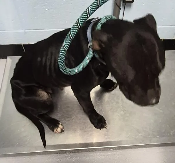 An adult medium-sized female Pit Bull Terrier dog named Pen Coco for adoption in Lawrenceville, GA