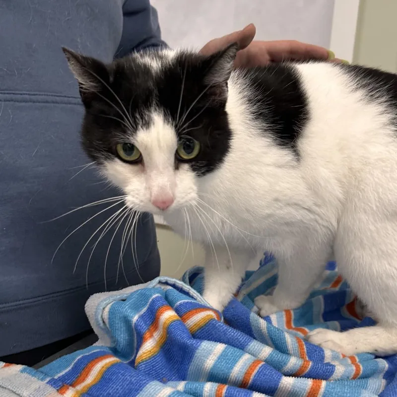 A senior medium-sized male Black Domestic Short Hair cat named Rolly for adoption in East Smithfield , PA