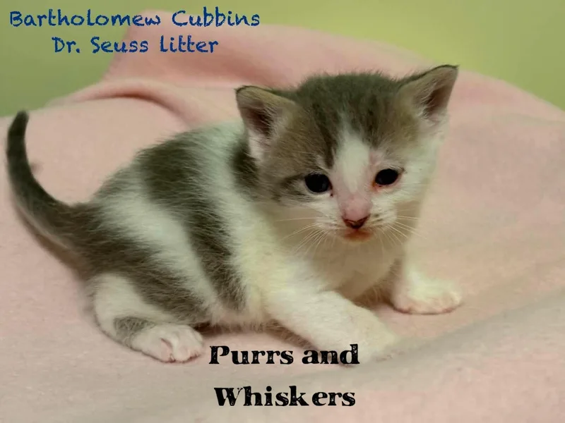 A baby medium-sized male Gray & White Domestic Short Hair cat named Bartholomew Cubbins for adoption in New Hartford, NY