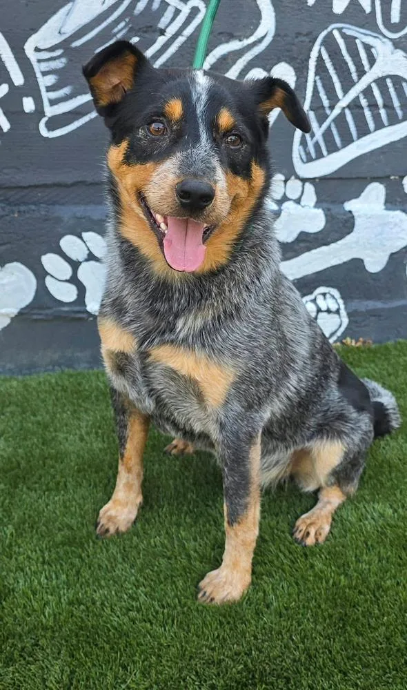 A young medium-sized male Australian Cattle Dog / Blue Heeler dog named Ralphie for adoption in Manhattan, NY