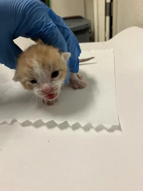 A baby small-sized male Domestic Short Hair cat named Tangerine for adoption in Long Beach, CA