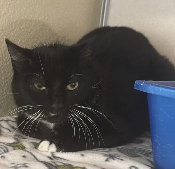 An adult medium-sized female Domestic Short Hair cat named Working Cat  Snow for adoption in Silverdale, WA