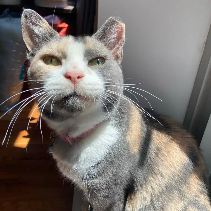 A senior large-sized female Calico Domestic Short Hair cat named Onyx for adoption in New York, NY