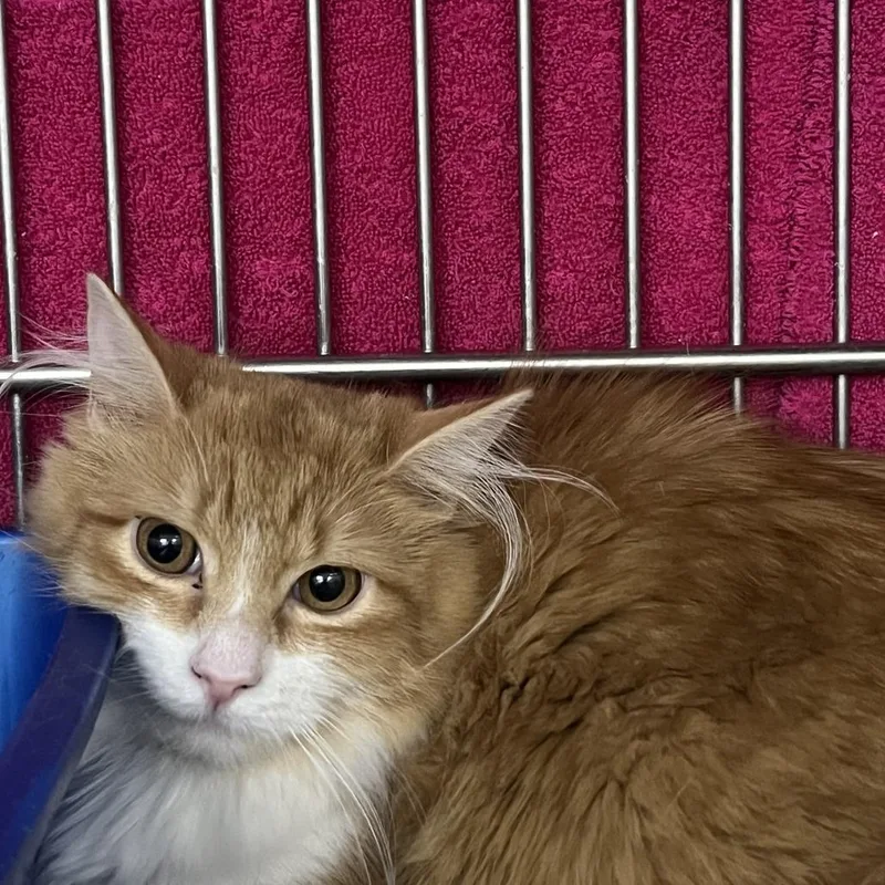 Garfield thumbnail 2