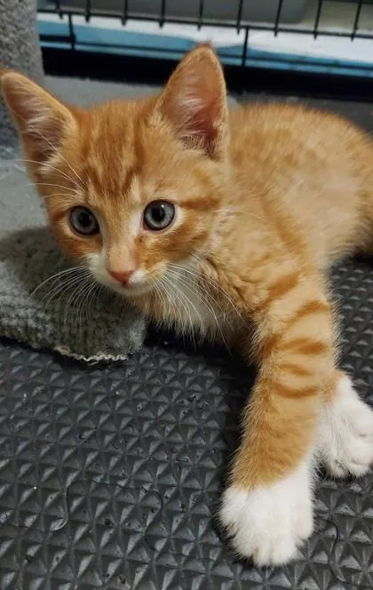 A baby small-sized male Orange / Red Domestic Short Hair cat named Muster for adoption in Kansas City, MO