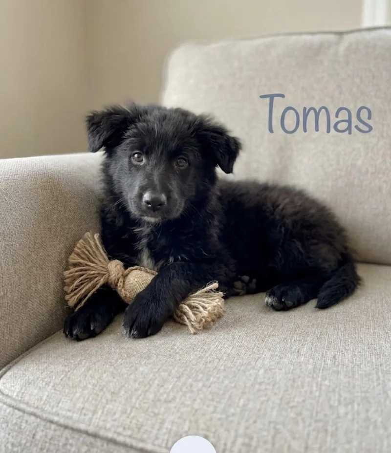 Tomas