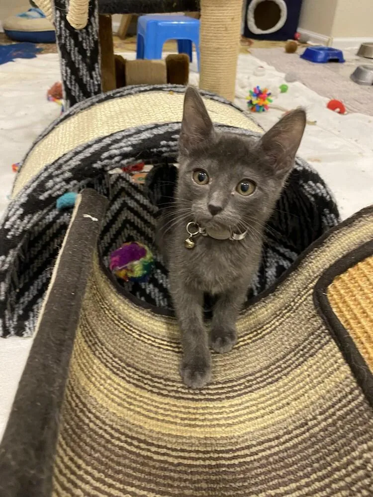 A baby small-sized male Gray / Blue / Silver Domestic Short Hair cat named Coconut for adoption in Aurora, CO
