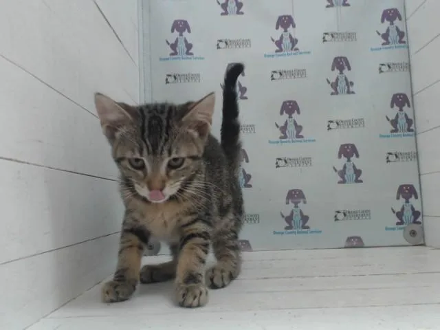 Cleo