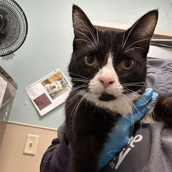 An adult medium-sized female Black Domestic Short Hair cat named Google Wallet for adoption in Tacoma, WA