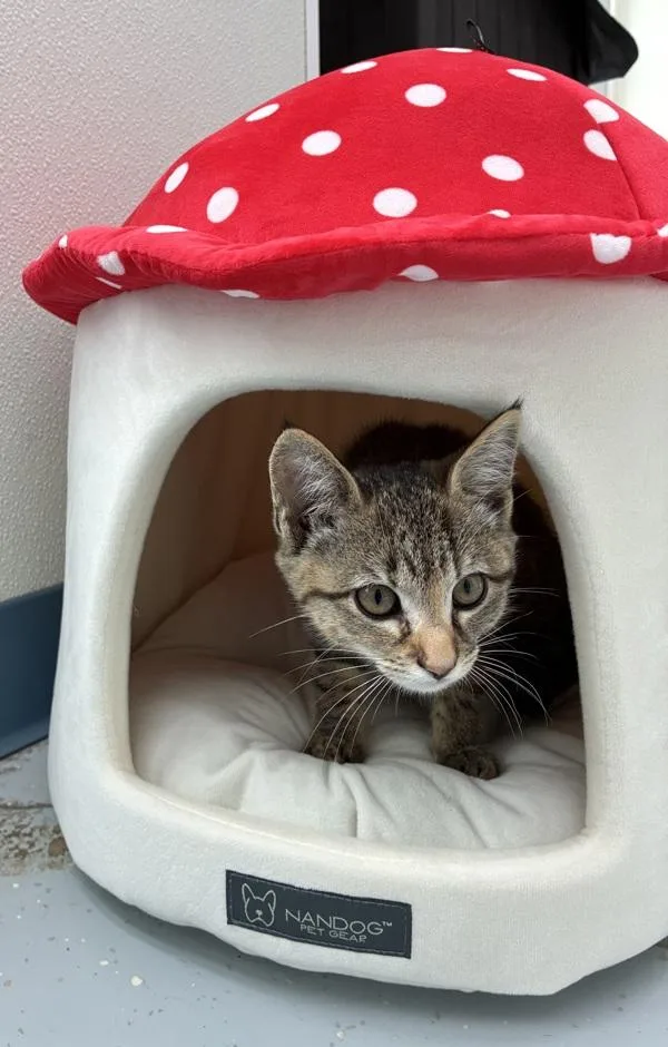 A baby small-sized female Domestic Short Hair cat named Amanita for adoption in Skillman, NJ