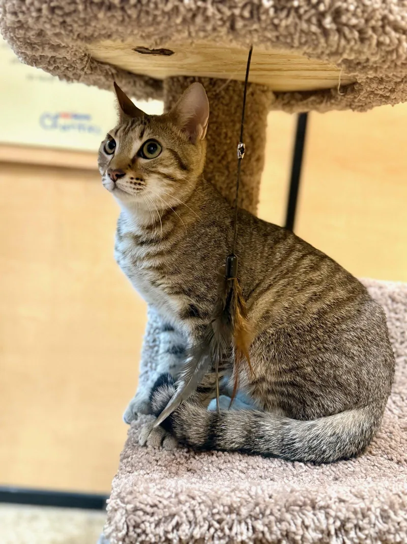 An adult medium-sized male Domestic Short Hair cat named Nimbus for adoption in Wesley Chapel, FL
