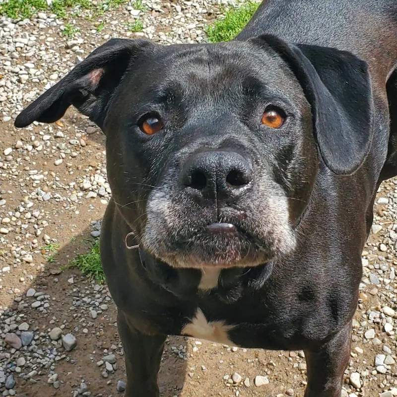 An adult large-sized male White / Cream Pit Bull Terrier dog named Moon for adoption in Fairport, NY