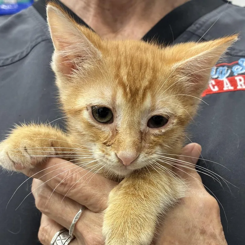 A baby medium-sized male Orange / Red Domestic Short Hair cat named Crush for adoption in Folsom, LA
