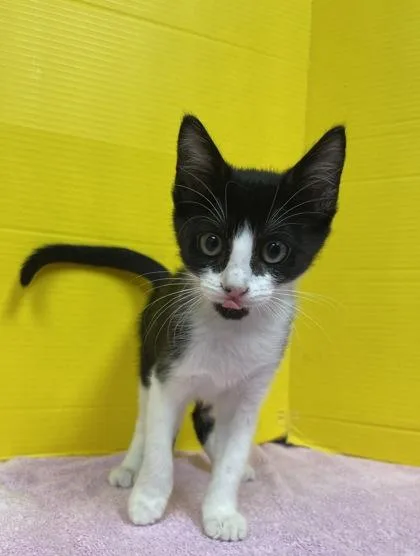 A baby small-sized female Domestic Short Hair cat named Buttercup for adoption in Houston, TX