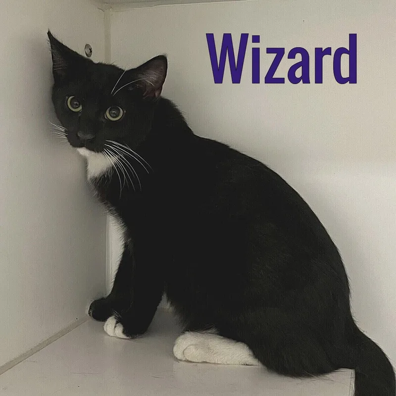 A young medium-sized male Black Domestic Short Hair cat named Wizard for adoption in Pleasantville, NJ