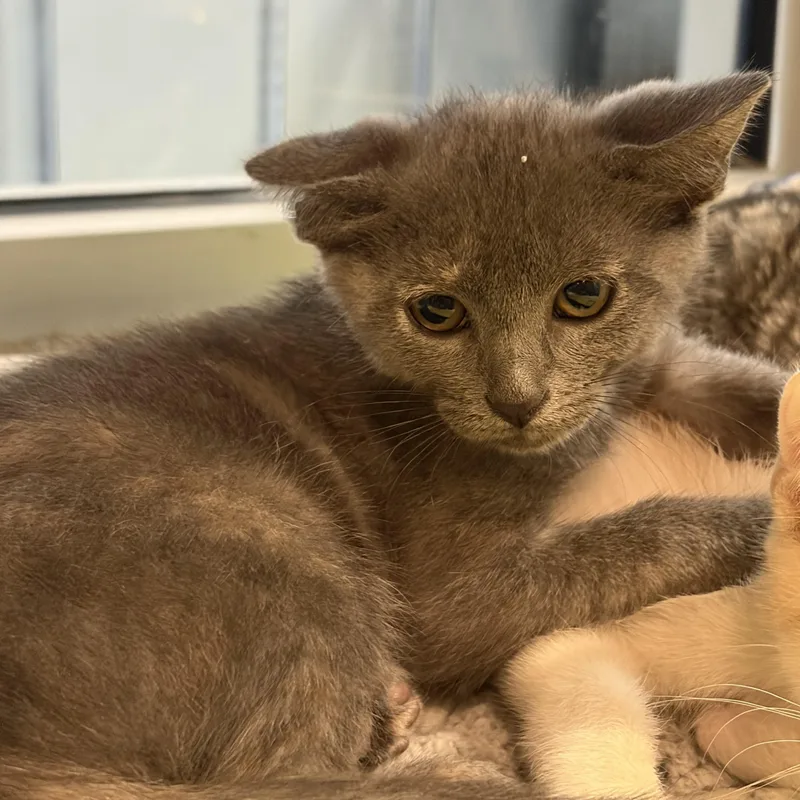 A baby medium-sized female Gray / Blue / Silver Domestic Short Hair cat named Minnie for adoption in Charleston, SC