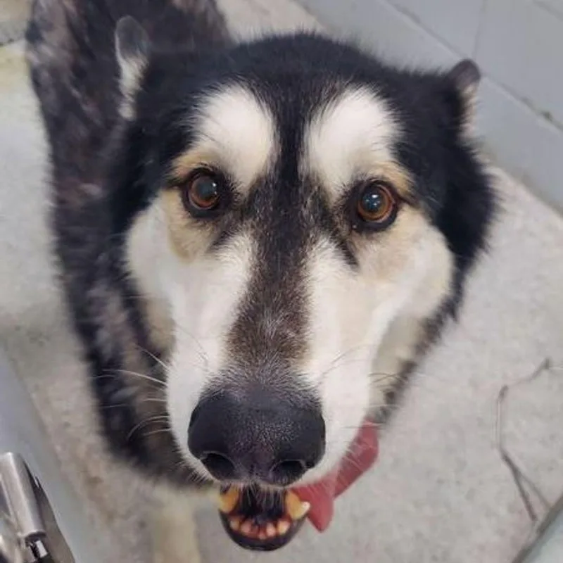 A senior large-sized male Husky dog named Motley for adoption in Lake Havasu City, AZ