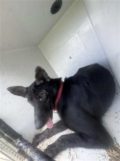 An adult extra large-sized female German Shepherd Dog dog named A for adoption in Houston, TX