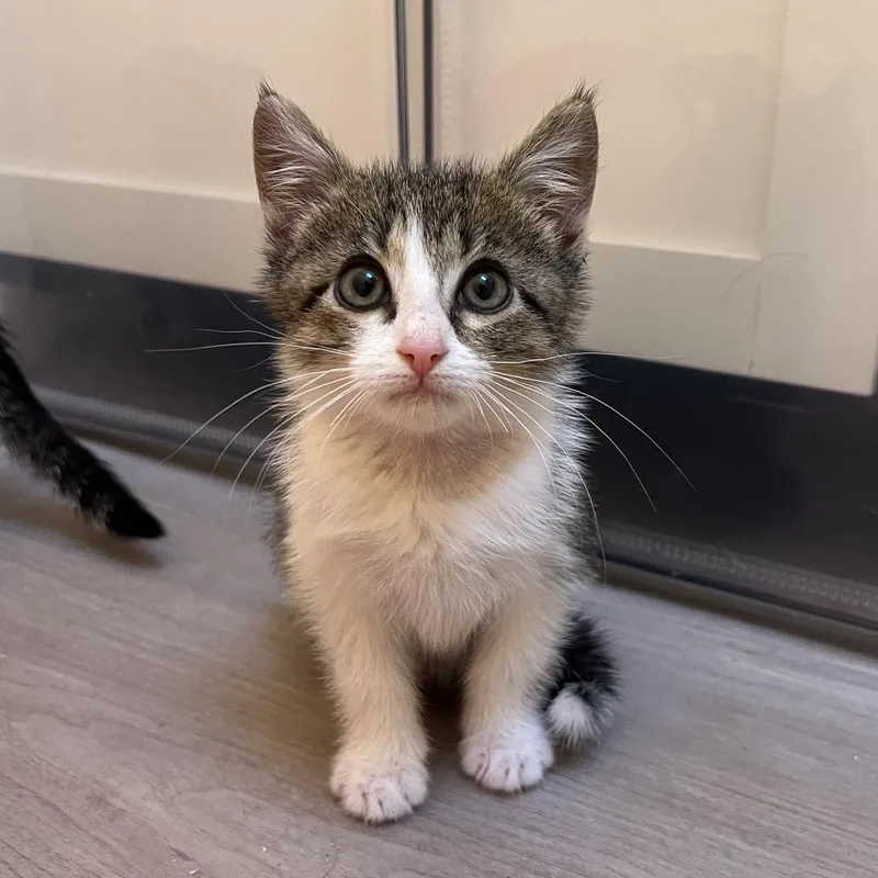 A baby small-sized male Brown / Chocolate Domestic Short Hair cat named Porsche for adoption in Kanab, UT