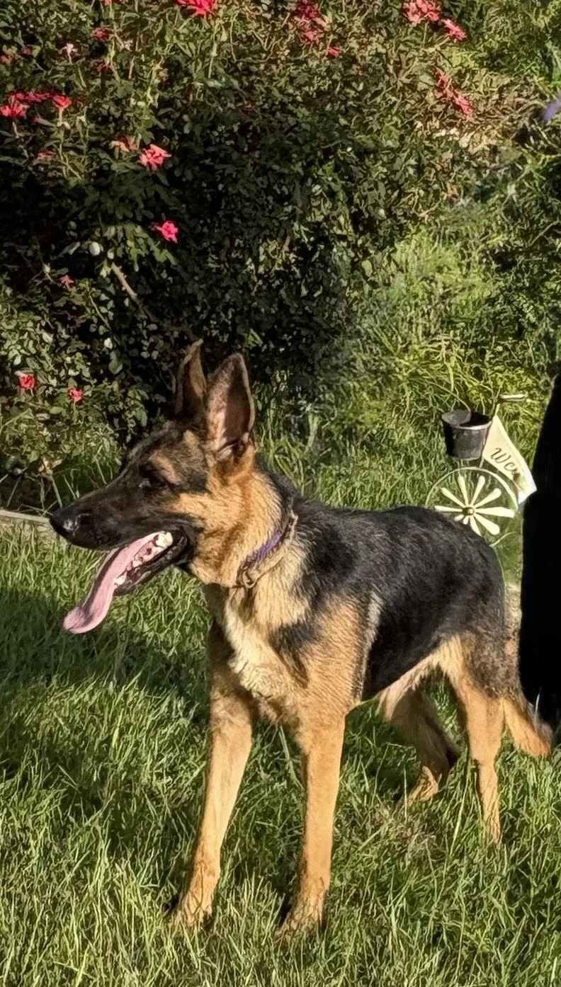 Bailey monthsNeuter Contract Required thumbnail 3