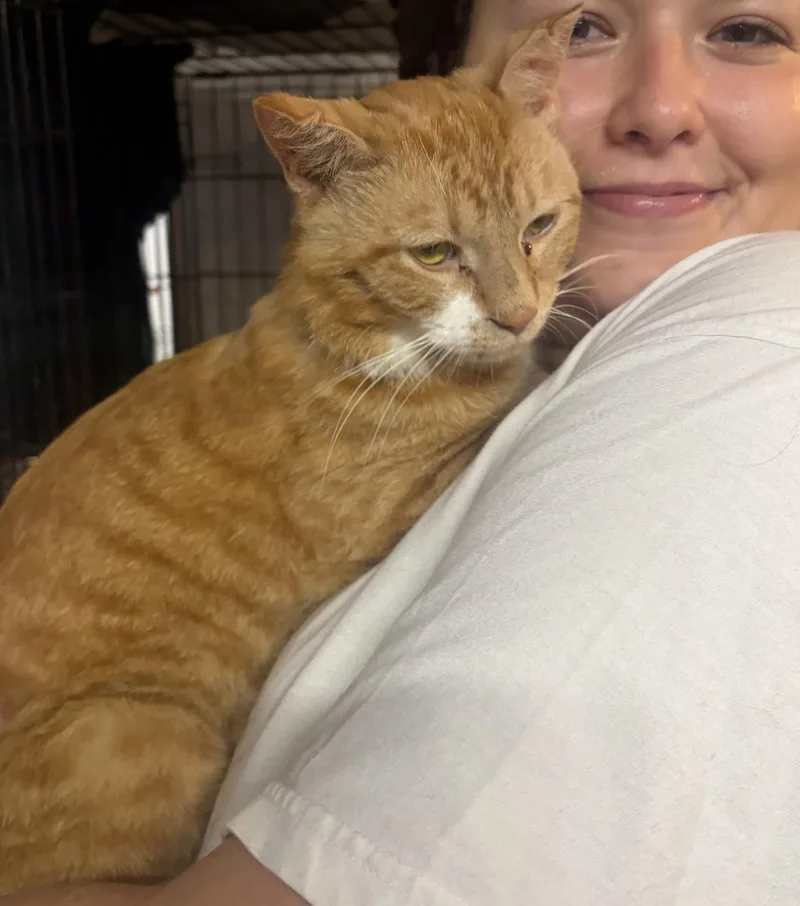 A young medium-sized male Orange & White Domestic Short Hair cat named Chili for adoption in Brooklyn, NY