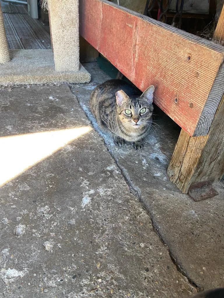 A senior large-sized female Domestic Short Hair cat named Lexie for adoption in Bourbonnais, IL