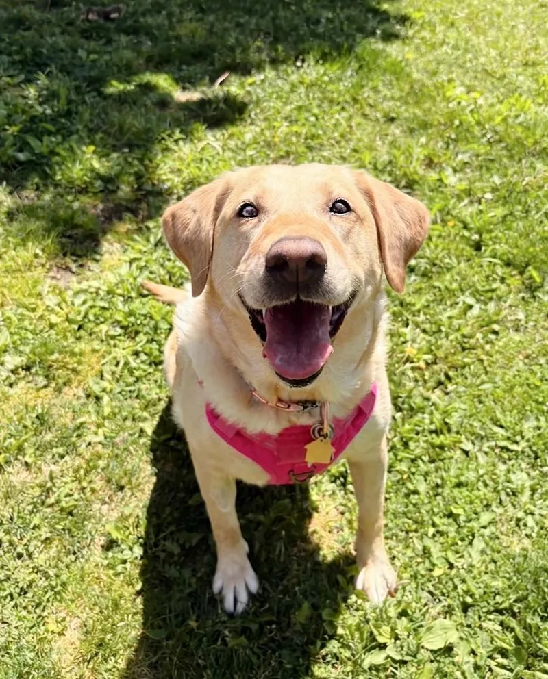 An adult large-sized female Yellow / Tan / Blond / Fawn Yellow Labrador Retriever dog named Marley for adoption in Pontiac, MI